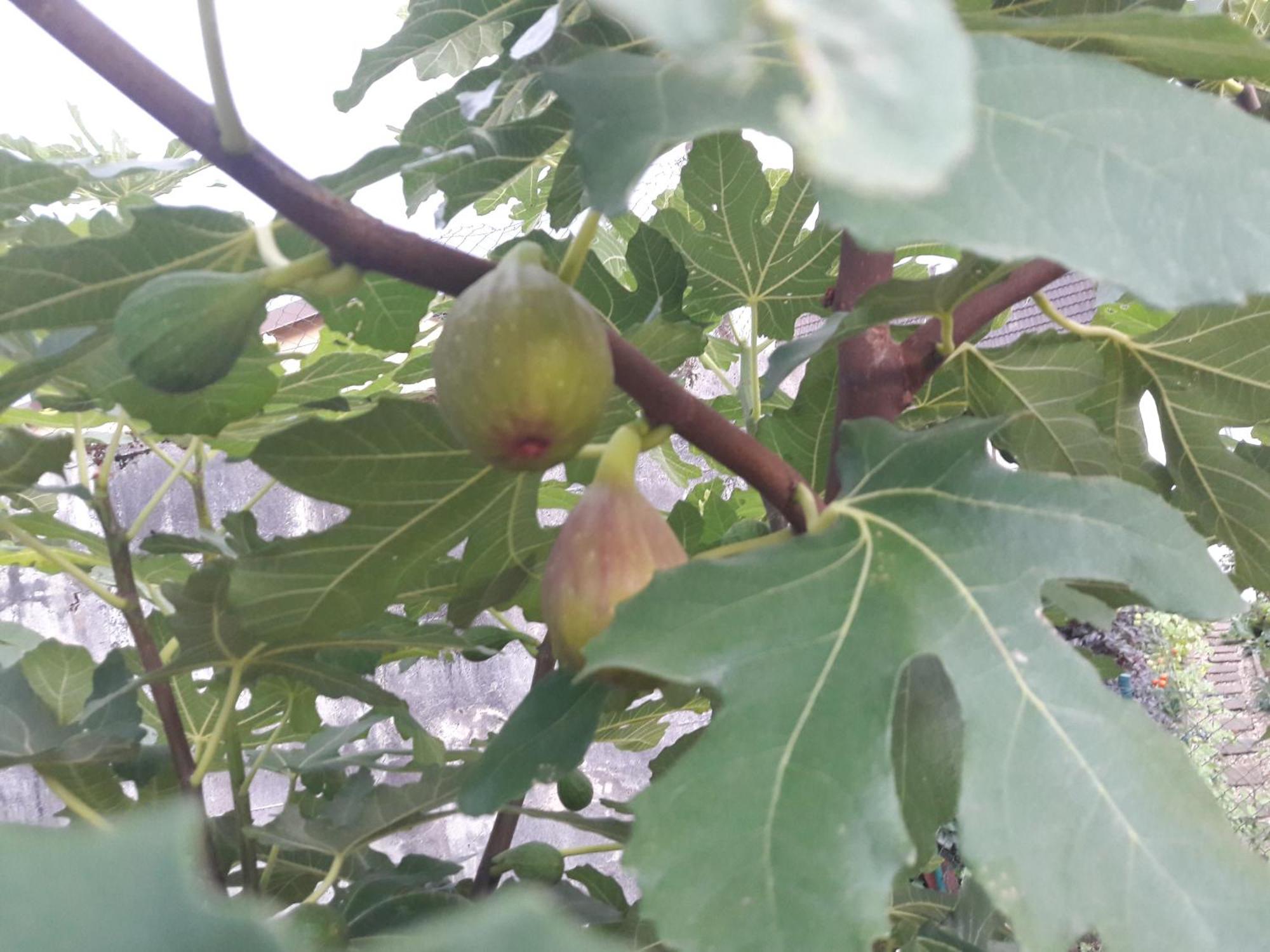 شقة Wickys Igelnest Malsch  المظهر الخارجي الصورة
